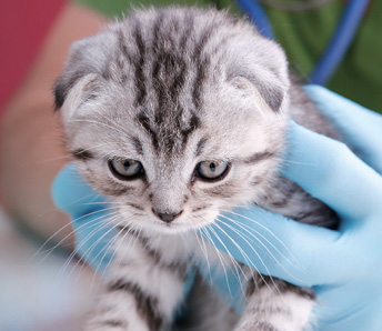 Vet_with_kitten
