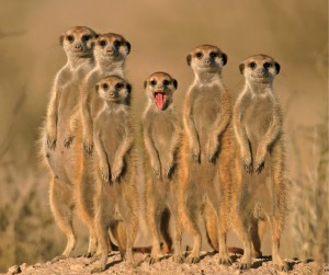 Beloved_Meerkats