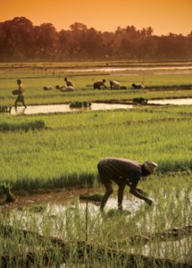 Indian_farmer-CMYK