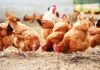 WTO rules US ban on Chinese poultry illegal, 世贸组织-美限制中国禽产品进口违规