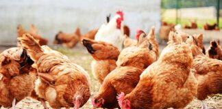 WTO rules US ban on Chinese poultry illegal, 世贸组织-美限制中国禽产品进口违规