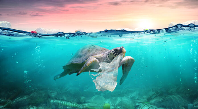 Single-use plastic banned from 2022