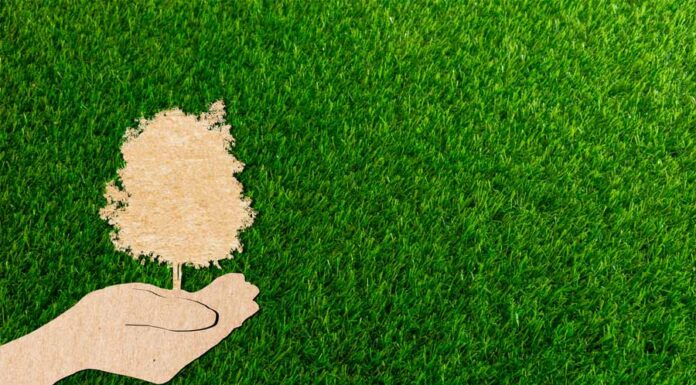 Growing a conscience Growing a conscience