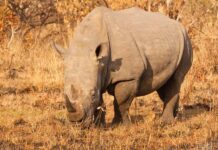 Vertical restraint: the 'grey rhino' in anti-monopoly compliance