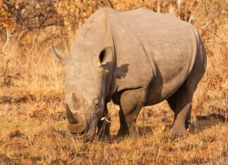 Vertical restraint: the 'grey rhino' in anti-monopoly compliance