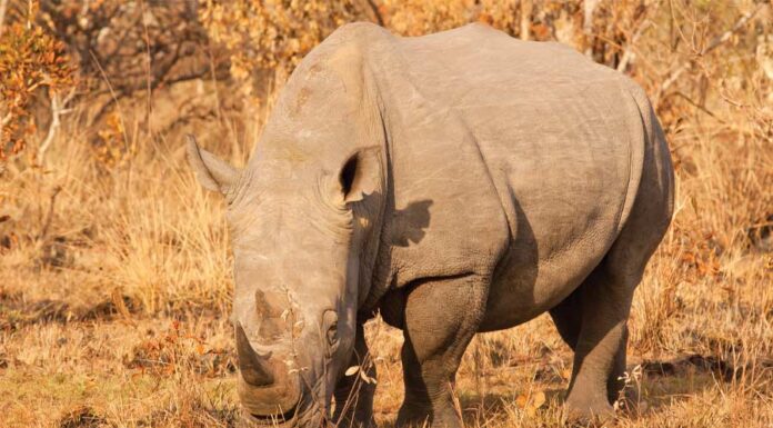 Vertical restraint: the 'grey rhino' in anti-monopoly compliance