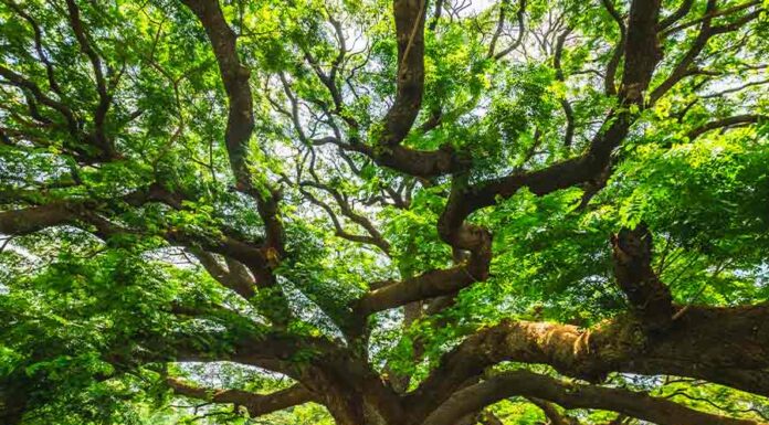 China arbitration evolution