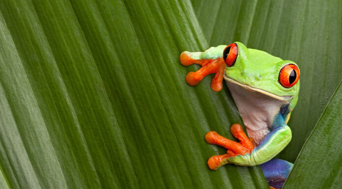 Seen to be green