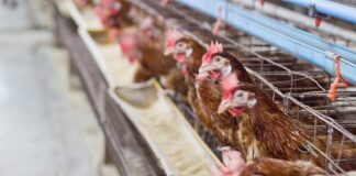 China-US chicken importation