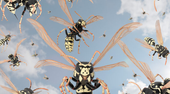 swarming-IBLJ
