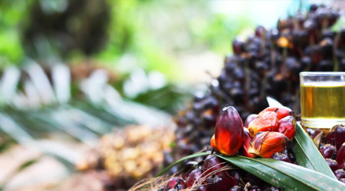 Johor Plantations Group’s IPO