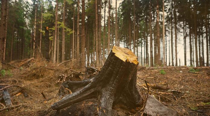 Court comes to Hyderabad forest’s rescue Kancha Gachibowli Forest Case