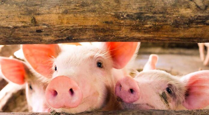 Firms act on pig breeder Muyuan Foods’ HKD10.68bn HKEX IPO Muyuan Foods’ HKEX IPO