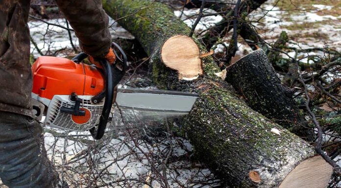NGT cracks down on illegal tree felling and construction Environmental Clearance Violations