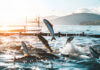 Pure Salmon Japan Project
