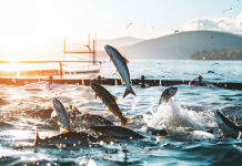 ベーカー・マッケンジー、700億円のサーモン養殖プロジェクトに助言 Pure Salmon Japan Project