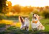 Clifford Chance、日本の動物用医薬品JV「セバ物産」に助言 Clifford Chance advises Mitsui on Ceva Bussan Animal Health joint venture