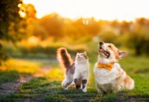 Clifford Chance advises Mitsui on Ceva Bussan Animal Health joint venture