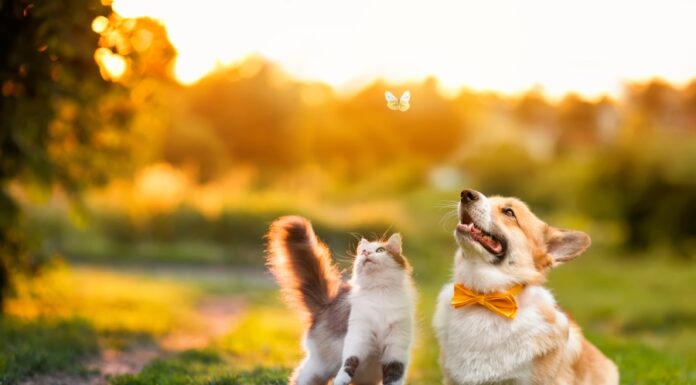 Clifford Chance acts on Japanese animal health JV Ceva Bussan Clifford Chance advises Mitsui on Ceva Bussan Animal Health joint venture